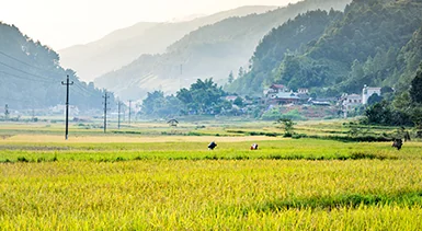 Rizi&egrave;res et village rural soutenus par les actions de revitalisation rurale de Sieyuan
